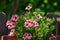 Pink geraniums in a pot giving them the summer sun