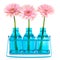 Pink Gerber in blue vases