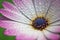 Pink Gerber daisy macro with water droplets on the petals.. Extreme shallow depth of field.