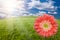 Pink Gerber Daisy Over Grass Field and Sky