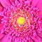 Pink Gerber Flower with Yellow Center Square