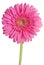 Pink Gerbera