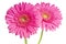 Pink Gerbera