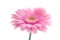 Pink gerbera