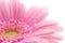 Pink gerbera