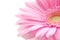 Pink gerbera