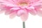 Pink gerbera