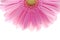 Pink gerbera