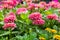 Pink Gerbera , Barberton daisy flower