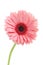 Pink Gerbera in beautiful full blossom, on white : Clipping path included.