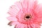 Pink gerbera blooming in springtime, beautiful single flower on white background