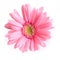 Pink gerbera blooming in springtime, beautiful single flower on white background