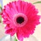 pink gerbera bright flower