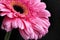 Pink gerbera closeup with water drops on petals, macro flower ph