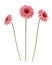 Pink gerbera daisies flowers isolated on white