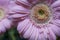 Pink gerbera daisy flower - Barberton daisy, Transvaal daisy, Gerbera jamesonii