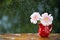 Pink Gerbera daisy flowers in jug with polka dots under the rain on wooden table outdoors