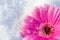 Pink gerbera daisy lying in the snow