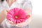 Pink gerbera in female hand, Gynecology concept