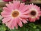 Pink gerbera flower