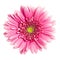 Pink gerbera flower