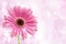 Pink Gerbera flower