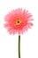 Pink gerbera flower.