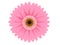 Pink gerbera flower