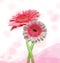 Pink gerbera flower