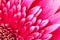 Pink Gerbera flower blossom with water drops - close up shot photo details spring time