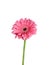 Pink Gerbera flower close up, isolated on a white background