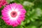 Pink gerbera flower  copy space for text. Gerbera flowers  like many other aster flowers  are collected in the inflorescences of a