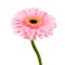 Pink Gerbera Flower with Green Stem Isolated