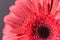 Pink gerbera flower petals with many tiny water droplets.