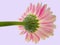 Pink gerbera flower viewed from underside