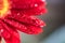 Pink gerbera flower with water drop close up