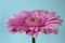 Pink gerbera flower with water drops