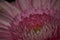 Pink Gerbera Flowerhead in macro