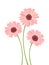 Pink gerbera flowers. Vector illustration.