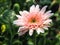 Pink gerbera in the garden is very light during the day.