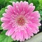 A pink Gerbera Garvinea flower