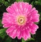 Pink Gerbera Garvinea flower