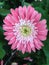 Pink gerbera garvinea flower in bloom