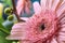 Pink gerbera macro