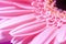 Pink gerbera petals close up. macros