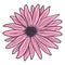 Pink gerbera. Vector illustration. Drawing by hand.