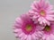 Pink gerberas close-up on a grey background