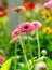 Pink gerberas grow in modern greenhouse under artificial growlight