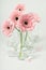 Pink gerberas in vases on white background, close up