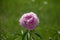 Pink Gergina. on a green background. Gergina Flower Close Up
